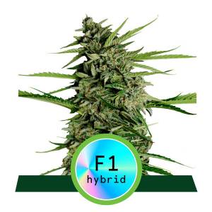 Royal Queen Seeds - Orion F1 - Fast Version