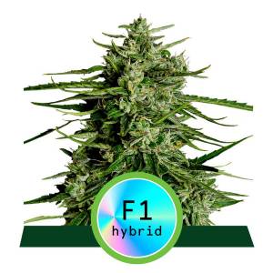 Royal Queen Seeds - Titan F1 - Fast Version