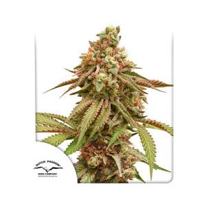 Dutch Passion - Tropical Tangie