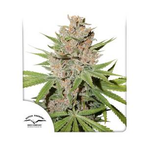 Dutch Passion - Passion Fruit