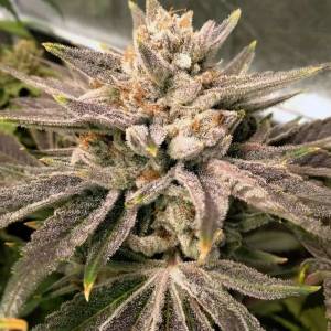 Karma Genetics - Crumbled Melon 6 fem