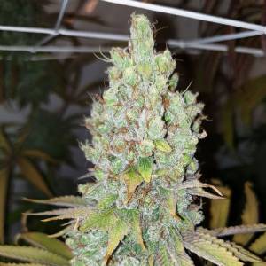 Karma Genetics - Di Frutti 6 fem