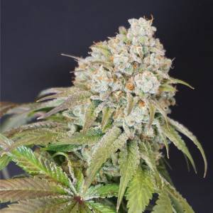 Karma Genetics - Dog Fruit 6 fem