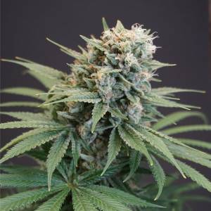 Karma Genetics - LeMello 6 fem