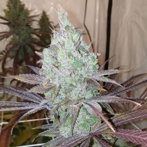 Karma Genetics - Now  N Frutti 6 fem