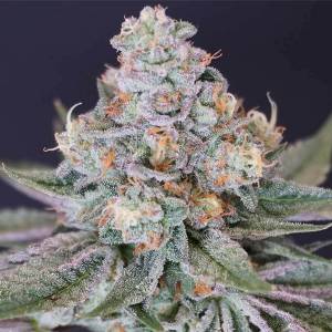 Karma Genetics - Now  N Melon 6 fem