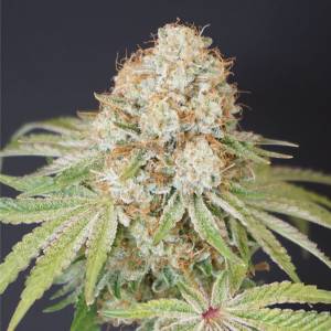 Karma Genetics - Rocky Melon 6 fem