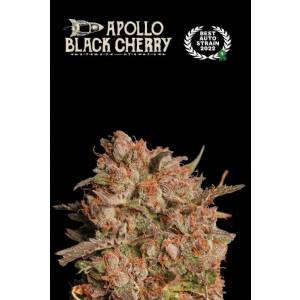 Seedstockers - Superior Auto Apollo Black Cherry