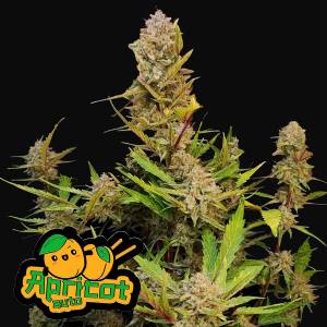 Fast Buds - Auto Apricot