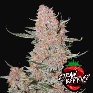 Fast Buds - Ztrawberriez
