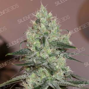 Silent Seeds - Original Amnesia