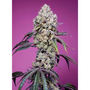 Sweet Seeds - Sweet Mandarine Zkittlez F1 Fast Version