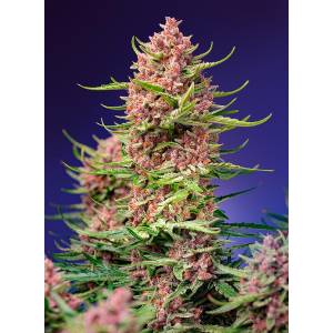 Sweet Seeds - Strawberry Cola Sherbet F1 Fast Version