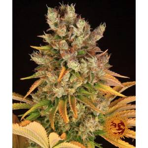 Barney s Farm - GMO