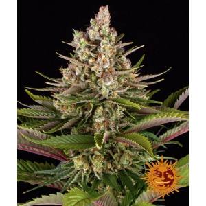 Barney s Farm - Sour Strawberry