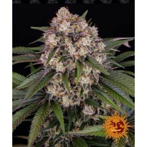 Barney s Farm - OG Kush Auto