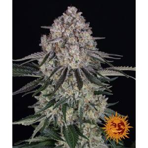 Barney s Farm - Sour Diesel Auto