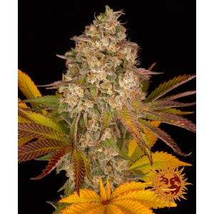 Barney s Farm - Cookies Kush Auto