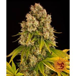 Barney s Farm - Cheese Auto