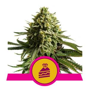 Royal Queen Seeds - Wedding Cake