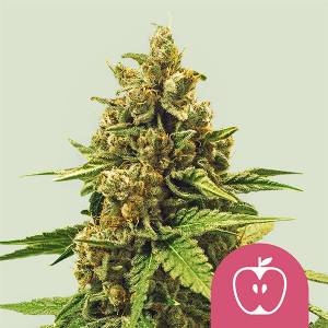Royal Queen Seeds - Apple Fritter