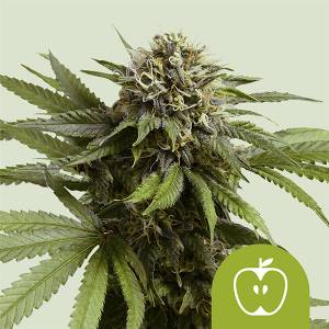 Royal Queen Seeds - Apple Fritter Auto