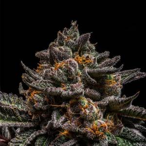 Ripper Seeds - Brain Cake