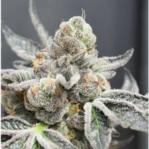 Ripper Seeds - Brake Pad Breath