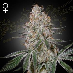 Green House - High Cloudz Auto