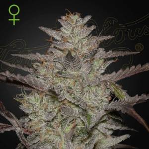 Green House - Alienz Auto