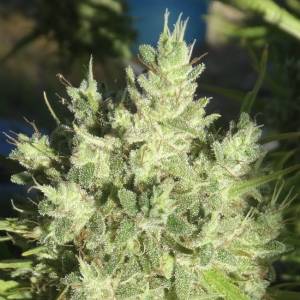 Ace Seeds - Killer A5 Haze