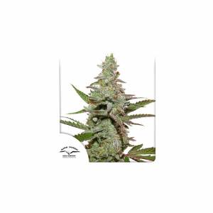 Dutch Passion - Amsterdam Amnesia