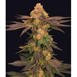 The Grateful Seeds - Melted Rainbow One Shot Edition - 5 fem