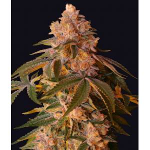 The Grateful Seeds - Happy Ending One Shot Edition - 5 fem