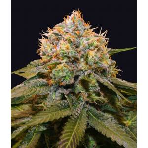 The Grateful Seeds - Fresh Cantaloupe - 3 fem