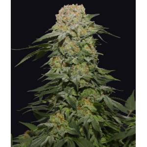 The Grateful Seeds - Tropical Rain - 3 fem