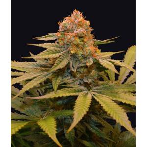 The Grateful Seeds - Star Fruit - 3 fem