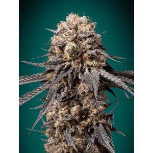 00 Seeds - Bubba s Gift - 5 fem