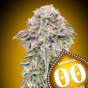 00 Seeds - Mimosa Fast - 5 fem