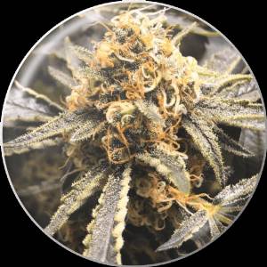 Medical Seeds - Recovery CBD - 3 Fem