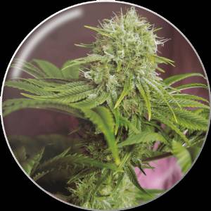 Medical Seeds - Elixir Vitae CBD - 10 Fem