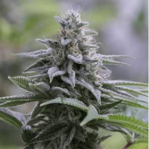 Silent Seeds - Zkittlez 2.0 - 3 fem