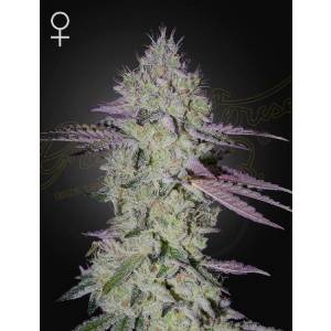 Green House - TarteTatin - Fem