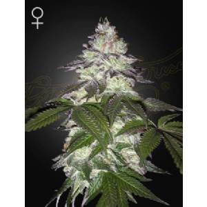 Green House - Milky Dreams fem