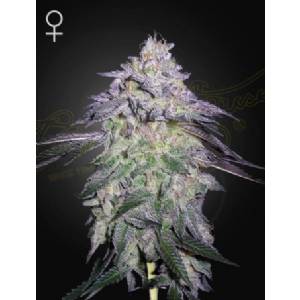 Green House - Nori Cake - Fem