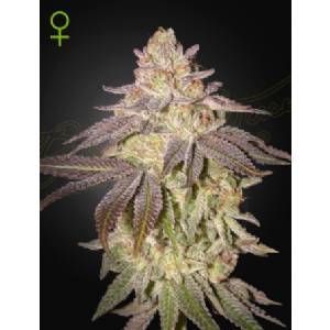 Green House - Auto Black Toffee - 3 Auto