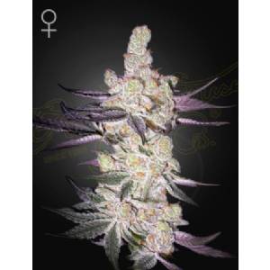 Green House - Razuberi - 10 Fem