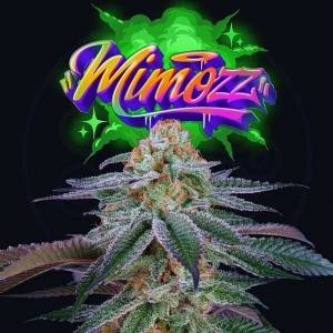 Perfect Tree - Mimooz - 6 Fem