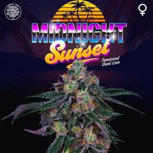 Perfect Tree - Midnight Sunset - 6 Fem