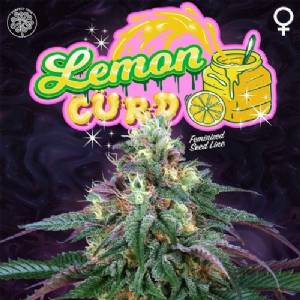 Perfect Tree - Lemon Curd - 6 Fem